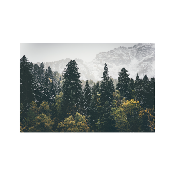 Forest Pine | Metal Print | Landscape Metal Print Collection